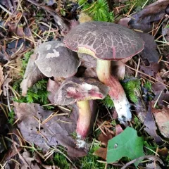 cracked-cap bolete thumbnail 3