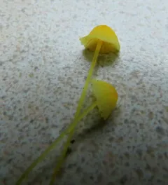 Western Yellow Mycena thumbnail 4