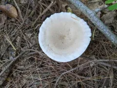 Clitocybe subclavipes thumbnail 3