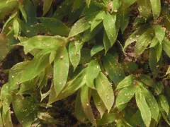 Epipterygium biauritum thumbnail 3