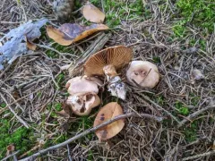 Cortinarius dolabratus thumbnail 4