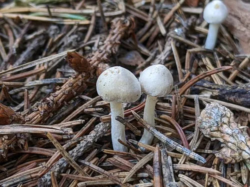 Inocybe elysii