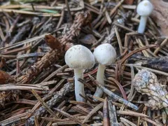 Inocybe elysii thumbnail 1