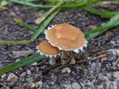 Pholiotina maireiaffinis thumbnail 1