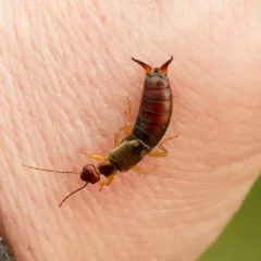 European Earwig thumbnail 5