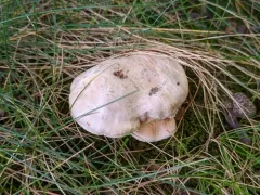 Cortinarius albobrunnescens thumbnail 2