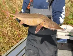 Shovelnose Sturgeon thumbnail 3