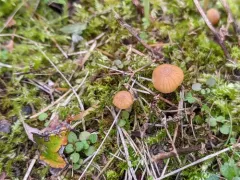 turf bell thumbnail 2