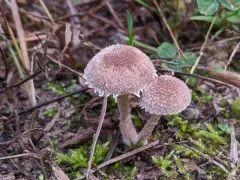 Psathyrella squamosa thumbnail 3