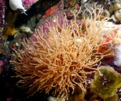 Microporina articulata thumbnail 1
