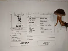 Cortinarius flexibilifolius thumbnail 2