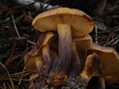 magenta rustgill thumbnail 3