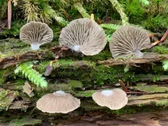 Arrhenia subglobisemen thumbnail 3