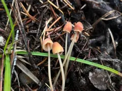 Mycena monticola thumbnail 3