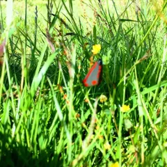 Cinnabar moth thumbnail 4