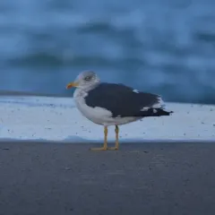 Lesser Black-backed Gull thumbnail 2