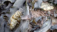 Orygma luctuosum thumbnail 3