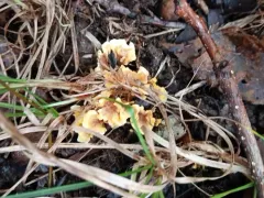 roothole rosette thumbnail 3