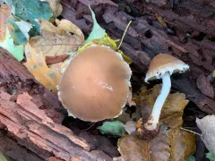 Psathyrella jilinensis thumbnail 3