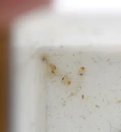 Pitcher-plant Mosquito thumbnail 3