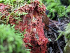 scarlet waxcrust thumbnail 2