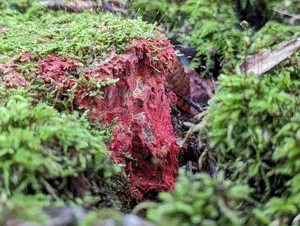 scarlet waxcrust