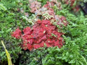 scarlet waxcrust