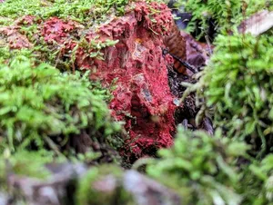 scarlet waxcrust