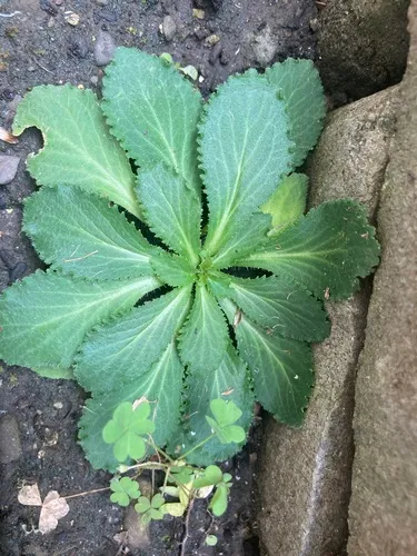 Lettuceleaf Saxifrage