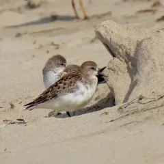 Red-necked Stint thumbnail 3