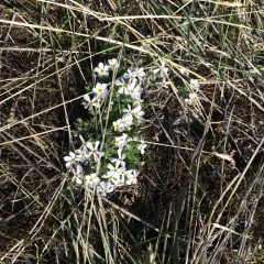 spiny phlox thumbnail 4