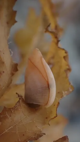 Small Goose Barnacle