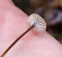 Collared Mosscap thumbnail 3