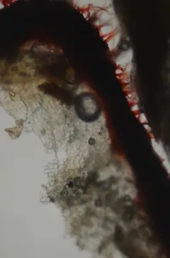 Marsh Notchwort thumbnail 1