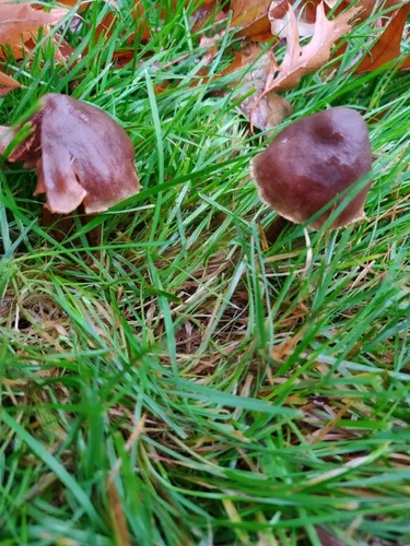 Cortinarius flexibilifolius