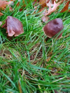 Cortinarius flexibilifolius thumbnail 1