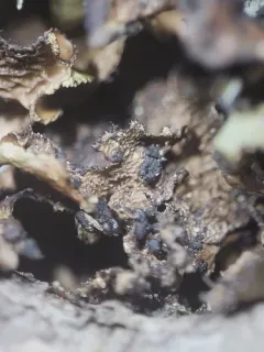Tremella cetrariicola thumbnail 3