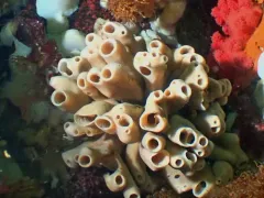 Isodictya quatsinoensis thumbnail 2