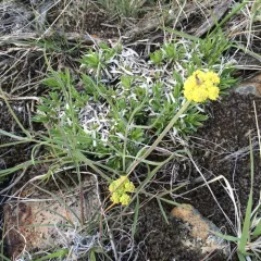 Ternate Desert-parsley thumbnail 4