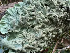 common greenshield lichen thumbnail 5