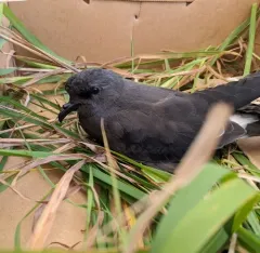 Leach's Storm-Petrel thumbnail 2