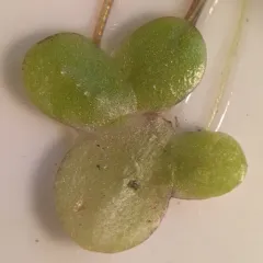 Least Duckweed thumbnail 2