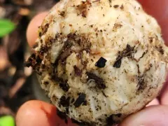 Schenella simplex thumbnail 2