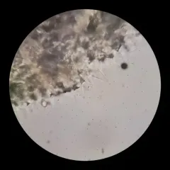 Psathyrella alluviana thumbnail 4