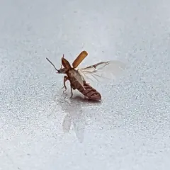 Weakly-keeled Ocellate Rove Beetle thumbnail 4