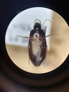 Amara littoralis thumbnail 4