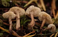 Lentinellus tridentinus thumbnail 1