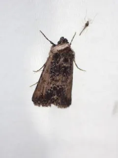 Sympistis coprocolor thumbnail 3