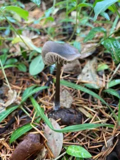 Entoloma fuligineocinereum thumbnail 3