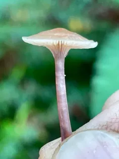 Mycena pearsoniana thumbnail 4